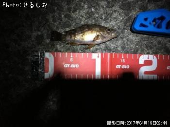 メバル