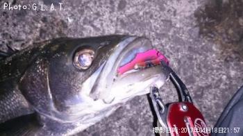 シーバス