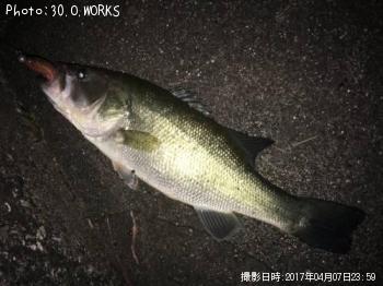 ブラックバス