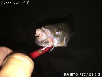 シーバス