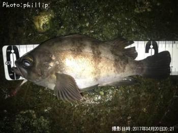 メバル