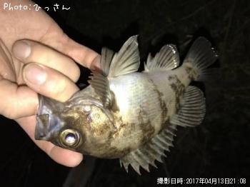 メバル