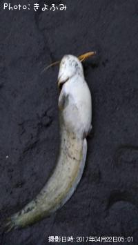 ʥޥ