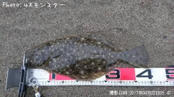 ヒラメ