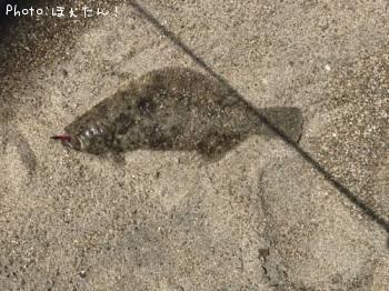 ヒラメ
