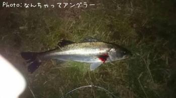 シーバス