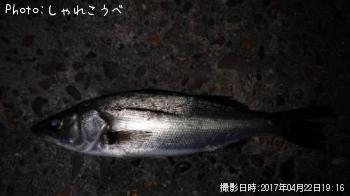 シーバス