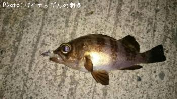 メバル