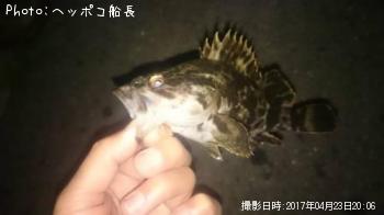 タケノコメバル