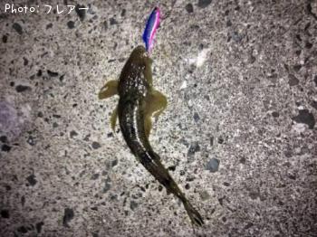 マゴチ