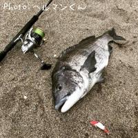 クロダイ