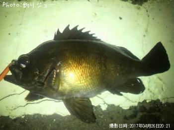 メバル