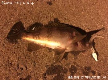 メバル