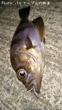 メバル