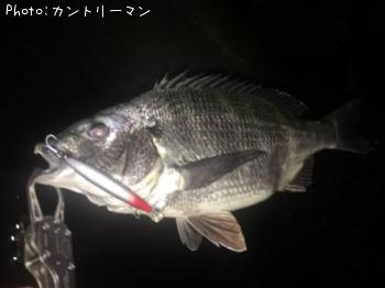 チヌ