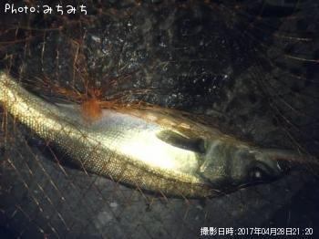 シーバス