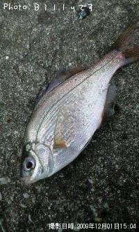 海タナゴ