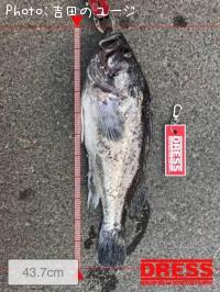 クロソイ
