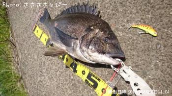 クロダイ