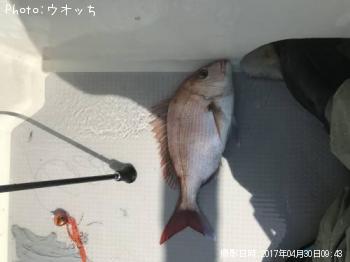マダイ