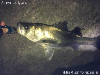 シーバス