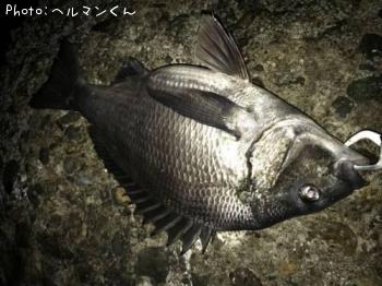 クロダイ
