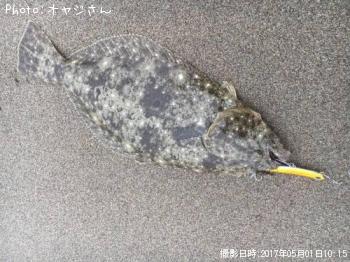 ヒラメ