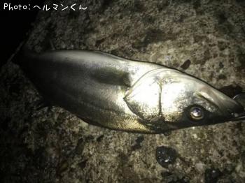 シーバス