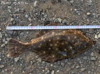 カレイ