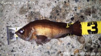 メバル