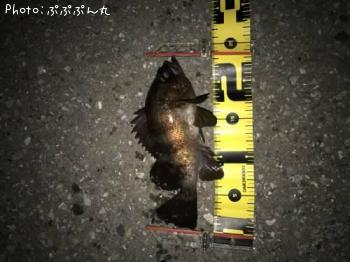メバル