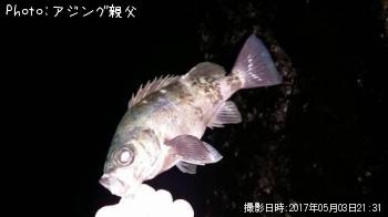 メバル