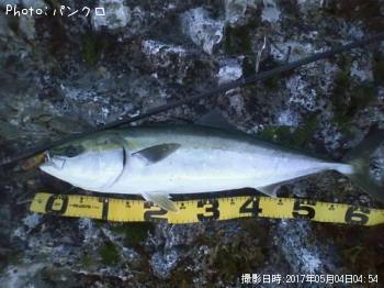 ワラサ