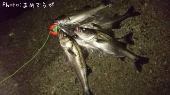 シーバス