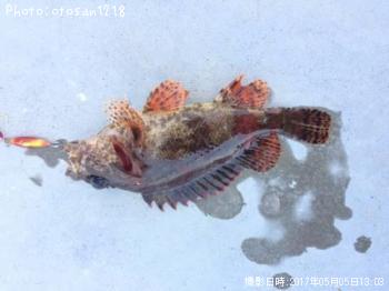 ムラソイ