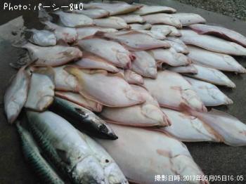 サバ、イシガレイ、マコカレイ、アカジガレイ、がまかつ釣竿