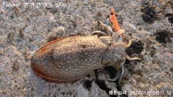 䥱