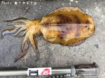 アオリイカ