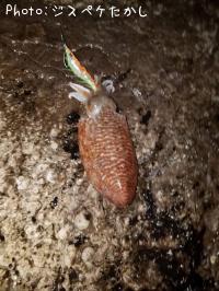 モンゴウイカ