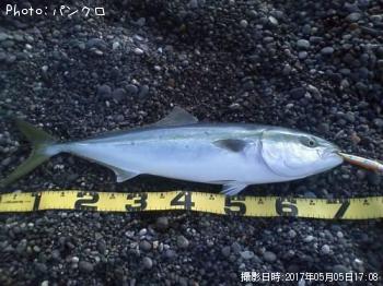 ワラサ