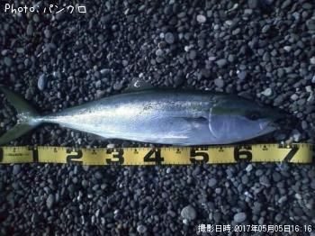 ワラサ