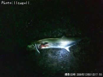 サワラ