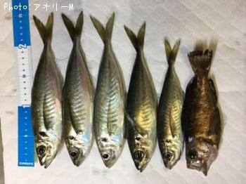 アジ