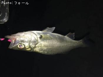 シーバス
