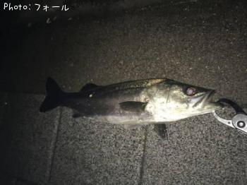 シーバス