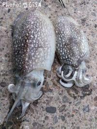 シリヤケイカ