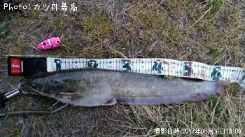 ナマズ
