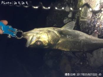 シーバス