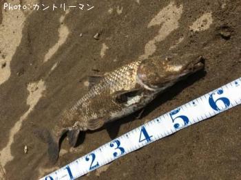 ニゴイ