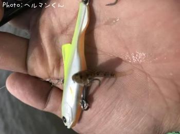 ネタ